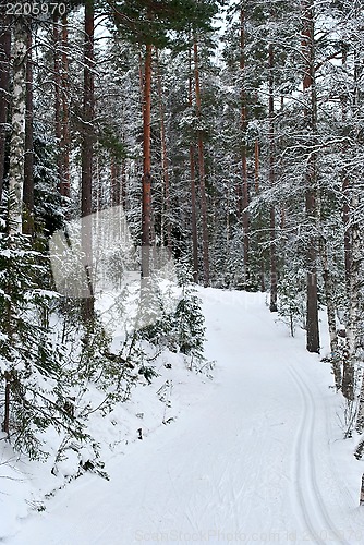 Image of Ski trail.