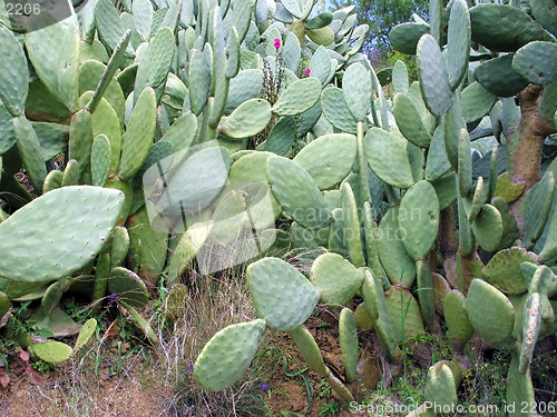 Image of Cactus plant