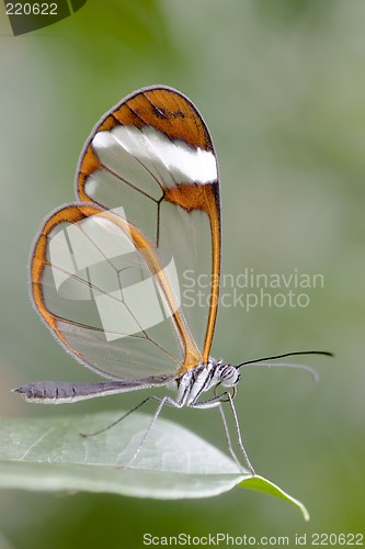 Image of Butterfly - Greta Oto