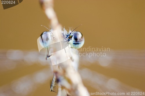 Image of Blue eyes of a dragonfly