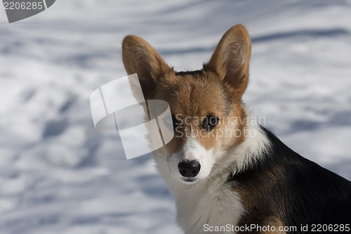 Image of puppy head