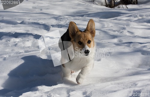 Image of running puppy