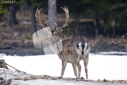 Image of male fallow deer