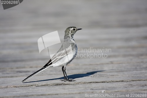 Image of Young white wagtail