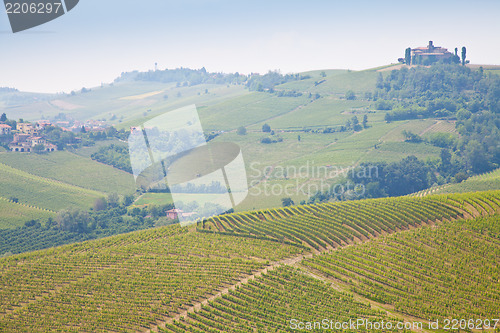 Image of Tuscany vineyard