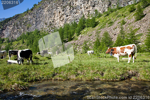 Image of Cows and Italian Alps