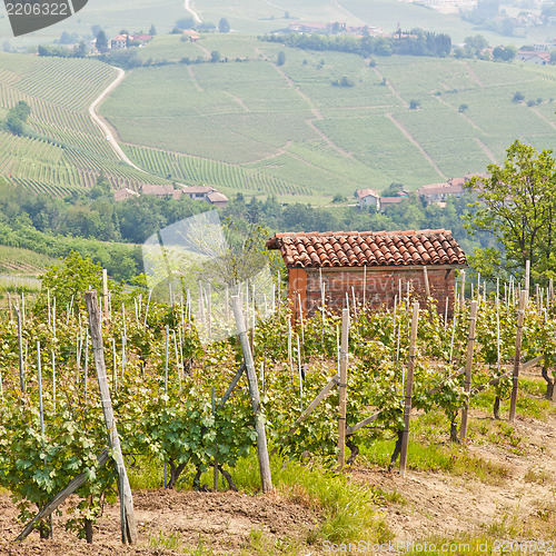 Image of Tuscany vineyard