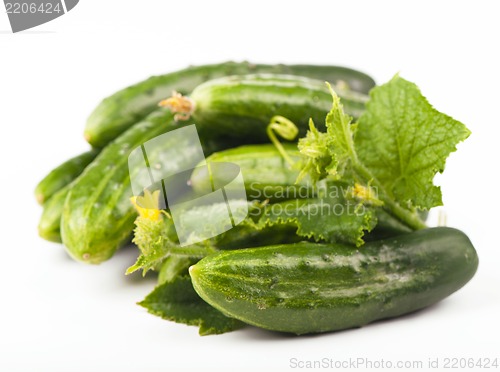 Image of Fresh cucumbers