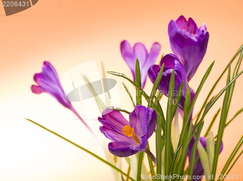 Image of crocuses