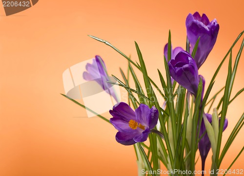 Image of crocuses