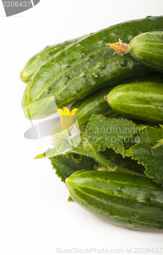 Image of Fresh cucumbers