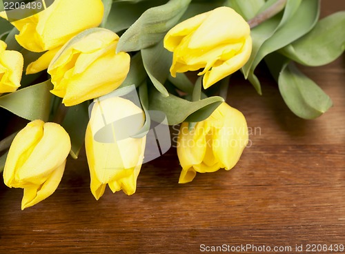 Image of Yellow tulips