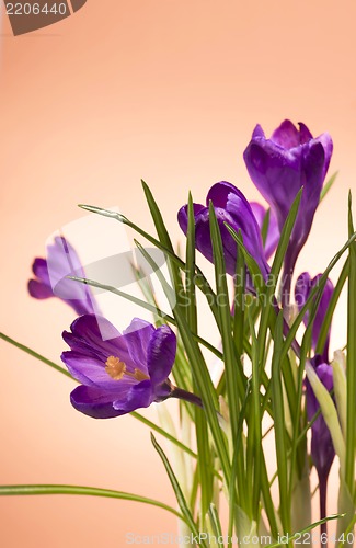 Image of crocuses