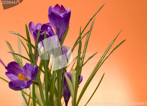 Image of crocuses