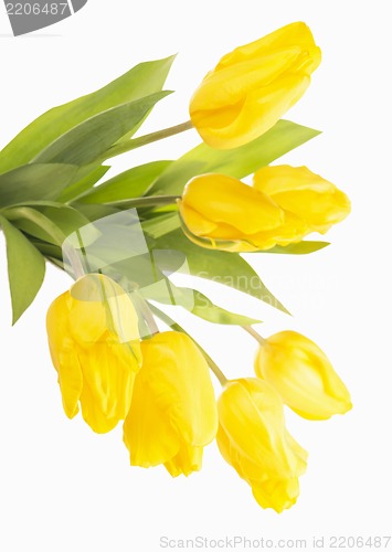 Image of Yellow tulips