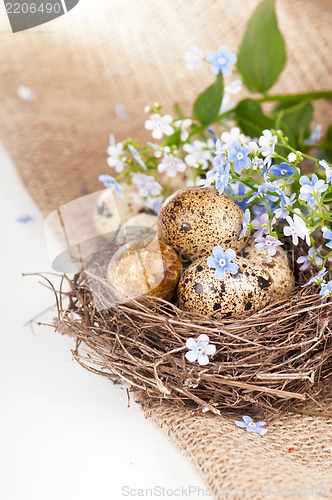 Image of quail eggs and spring flowers