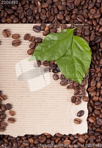 Image of coffee grains and leaves