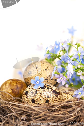 Image of quail eggs and spring flowers