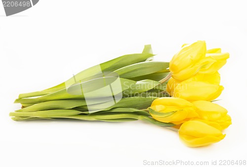 Image of Yellow tulips isolated