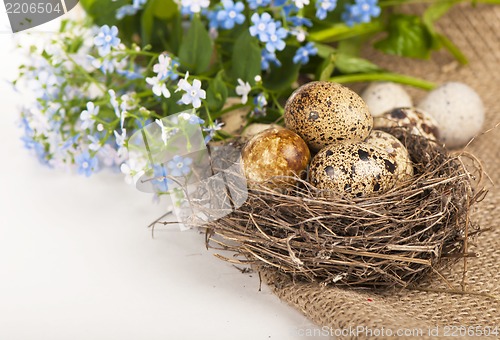 Image of quail eggs and spring flowers