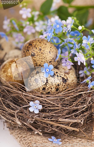 Image of quail eggs and spring flowers