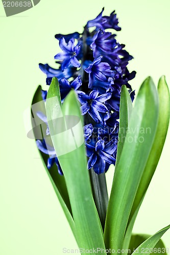 Image of blue hyacinth