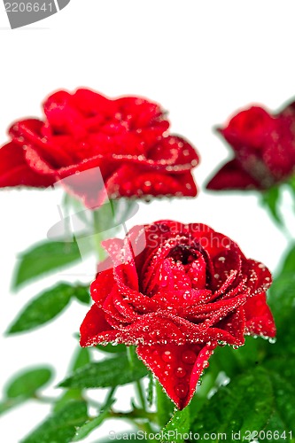 Image of red roses with water drops 