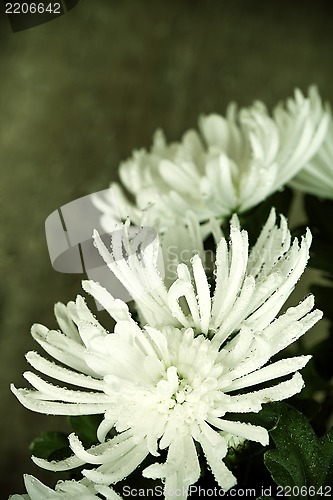 Image of  chrysanthemum with water drops