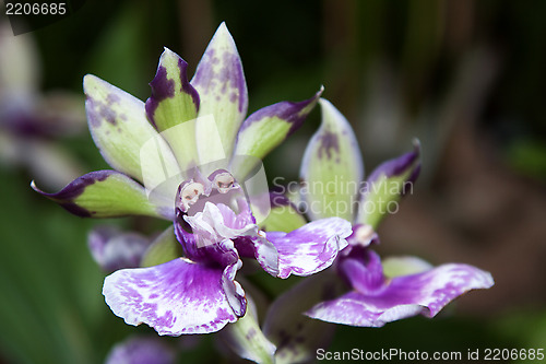 Image of Orchid