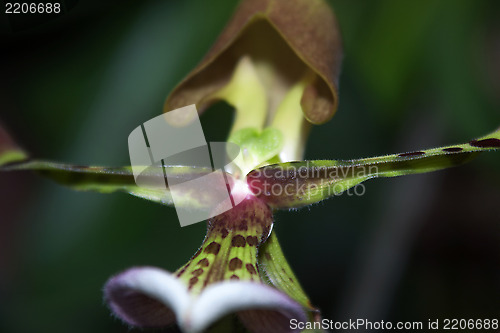 Image of Paphiopedilum