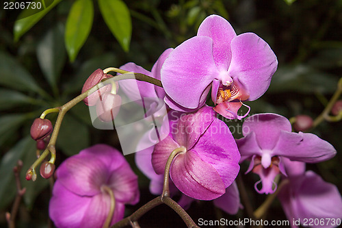 Image of Phalaenopsis