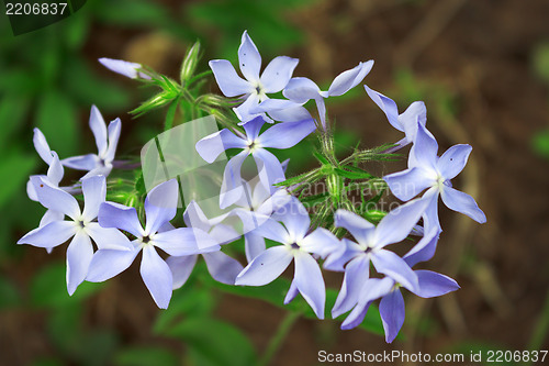 Image of Phlox flowers