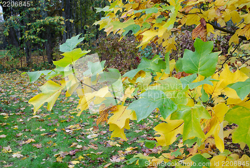 Image of garden tree colorful branches shape leaves autumn 