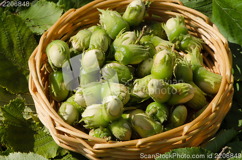 Image of closeup hazel nut wicker wooden dish leaf backdrop 