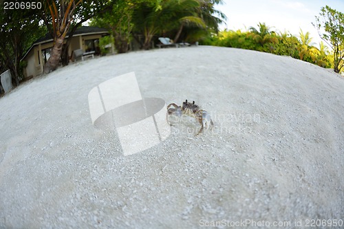 Image of crab animal