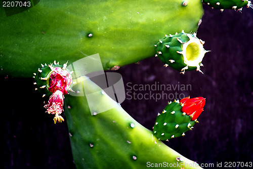 Image of Cactus Flower Blooming 