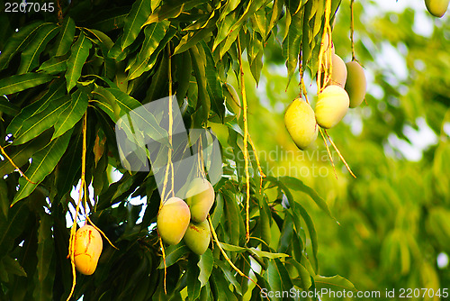 Image of Mangoes