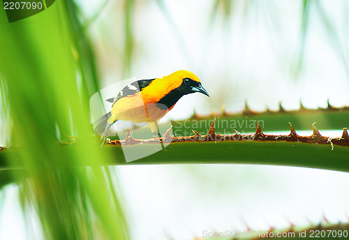 Image of Baltimore Oriole