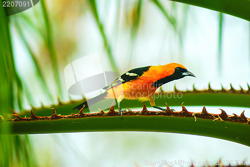 Image of Baltimore Oriole