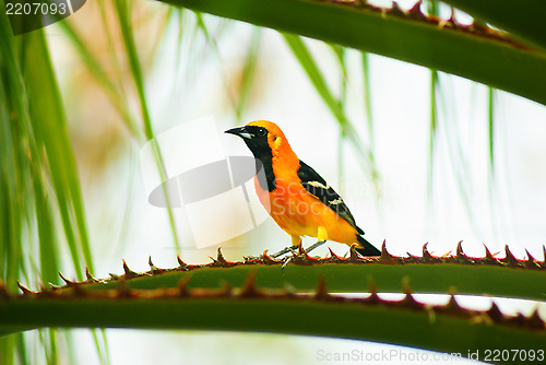 Image of Baltimore Oriole