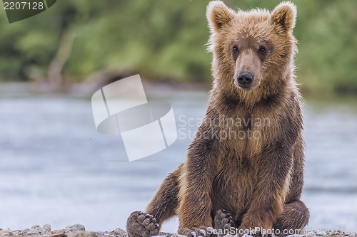 Image of bear cub