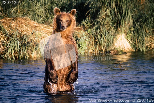 Image of The brown bear fishes