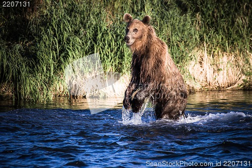 Image of The brown bear fishes