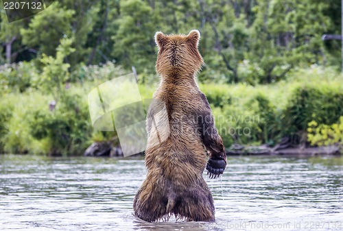 Image of The brown bear fishes