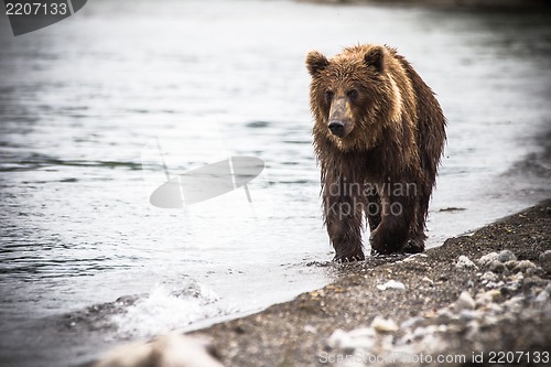 Image of The brown bear fishes