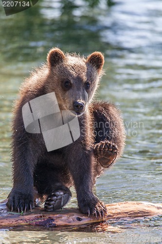 Image of bear cub