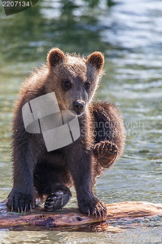 Image of bear cub