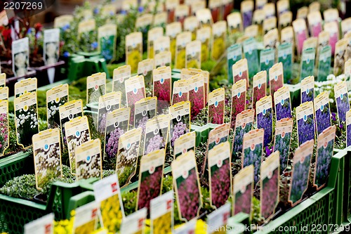 Image of flowers assortement crop seed garden market