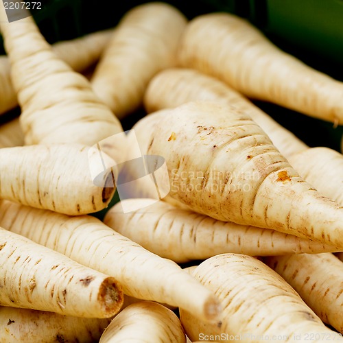 Image of fresh parsley root on market outdoor macro