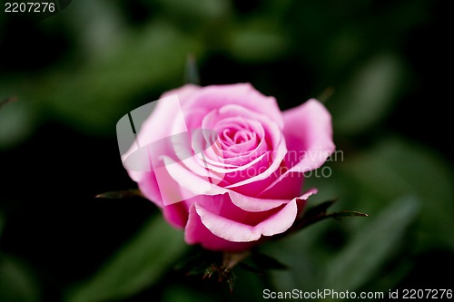 Image of pink rose in the garden in spring